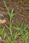 Tapered rosette grass